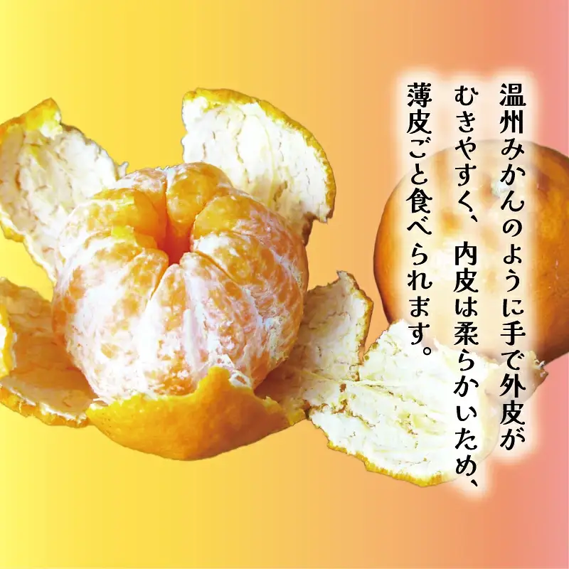 【先行予約】 冬の柑橘 ポンカン 訳あり 3kg みかん 柑橘 ジューシー  お試し 愛媛 愛南 吉田農園