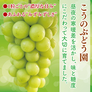 【9月中旬より順次発送】糖度に驚く、贅沢な甘み！水戸市産シャインマスカット ２房 約1kg～1.3kg(NL-1)