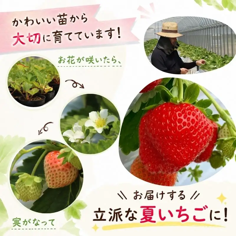 【10月31日まで受付！】いちご すずあかね 250g～300g×2パック 盛岡市 玉山うるおいイチゴ園