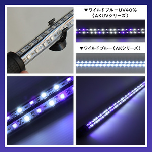 スリム&高耐久!金龍を美しく、UV-Aチップ配合の水中LED|AK-120UV-EX 藍底 金龍 ワイルドブルー 照射 水中 アロワナ UVチップ 水槽ライト テンニングライト LED ライト 照明 水中照明 光 綺麗 強化ガラス 1年保証 簡単 防水 吸盤 設置 でんらい インテリア 雑貨 愛知県 小牧市 送料無料 [172C15]