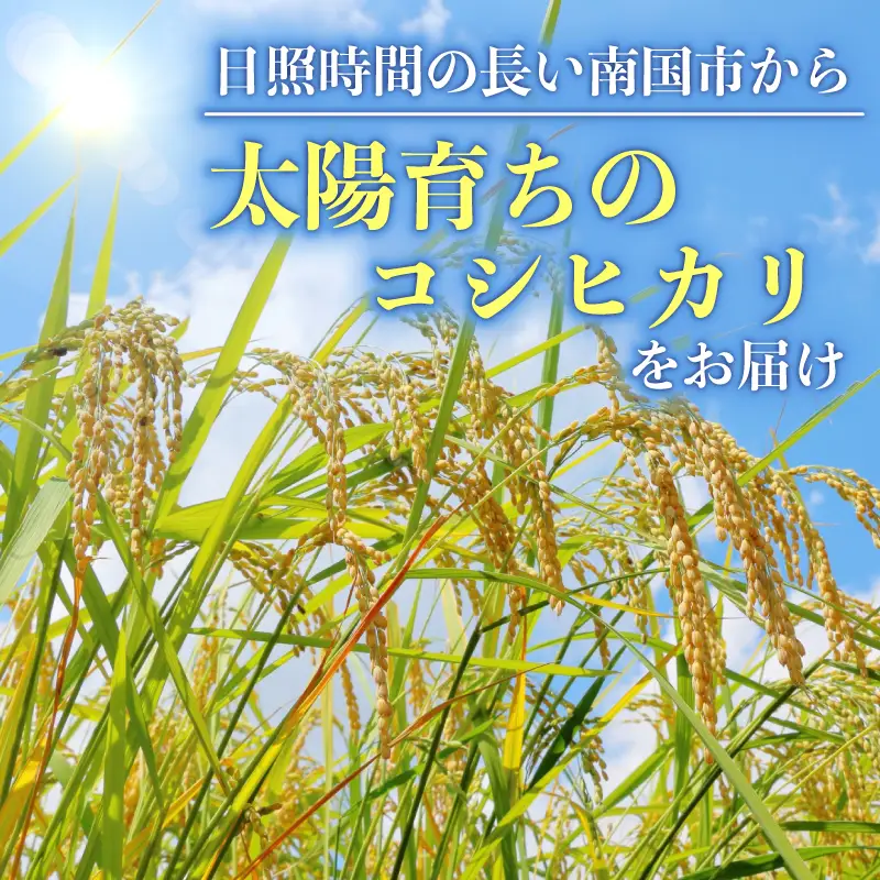 【1週間以内発送】 コシヒカリ 玄米 10kg 令和7年産 玄米 南国市 