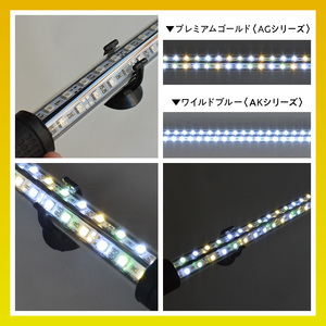 水槽全体を明るく照らし、鱗を際立たせる!金龍専用の高輝度水中ライト|AG120-EX 金龍 専用 プレミアムゴールド 水中 アロワナ 高輝度 水槽ライト テンニングライト グラデーション 3色 LED ライト 照明 水中照明 光 綺麗 強化ガラス 吸盤 1年保証 簡単 設置 でんらい インテリア 雑貨 愛知県 小牧市 送料無料 [172C17]