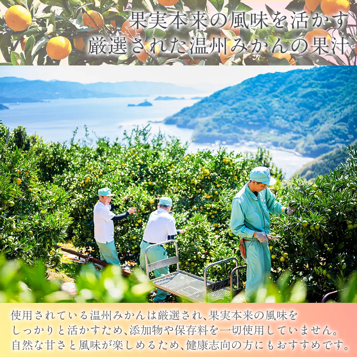 木なり「熟」みかんジュース（720ml×1本） IKTE009
