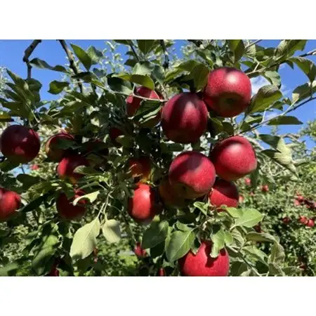 クセになる酸味、お菓子作りに良し!生食でも良し!青森県産　紅玉(こうぎょく)　【贈答用】約3キロ【配送不可地域：離島】【1553351】