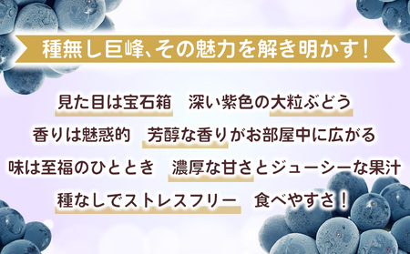 【先行受付2026年発送】わけあり種無し巨峰約1kg（2～3房）｜清水農園　※2026年9月上旬以降発送予定※月曜日、金曜日の発送はお休み 