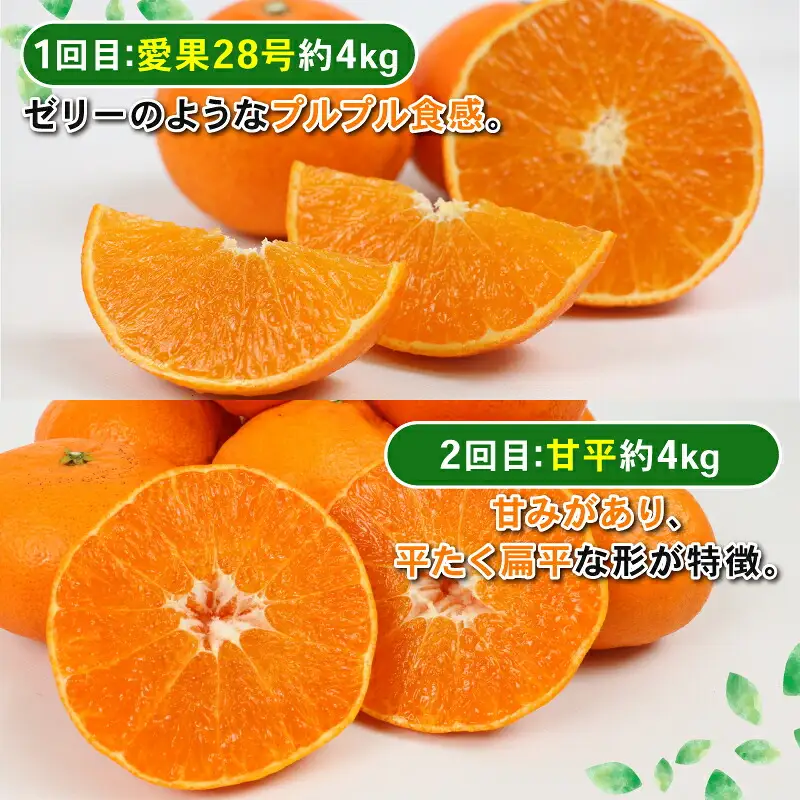 季節の 愛媛みかん 4回定期便 Shirai.agrifarm 愛果28号 まどんな 【紅まどんな と同品種】 甘平 せとか 愛果48号 B090-115010