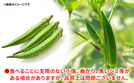 【2026年発送分】オクラ1.5kg 〈150本前後〉 新鮮 オクラ 野菜 on-0033