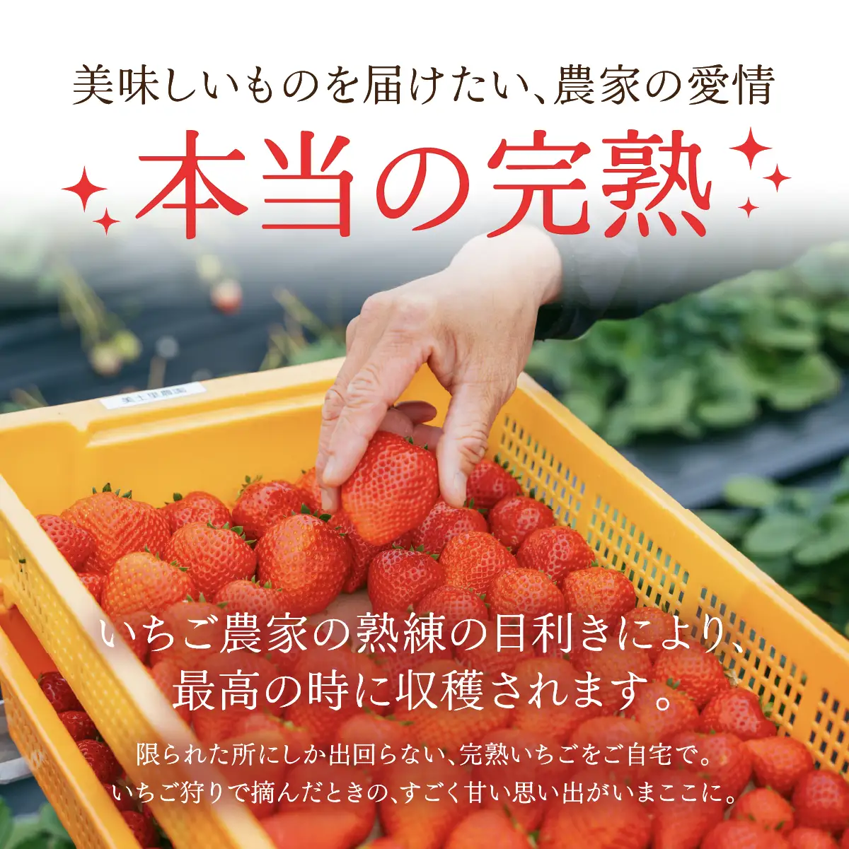 いちご＜先行受付＞【1月以降発送】朝採れとちあいか レギュラーサイズ 約270g × 4パック 合計 約1080g |イチゴ いちご