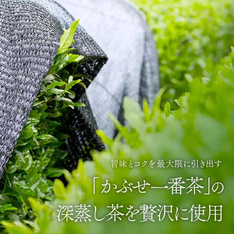 特上煎茶 清紹庵 300g（ 100g×3本 ） KN162-001-02 茶