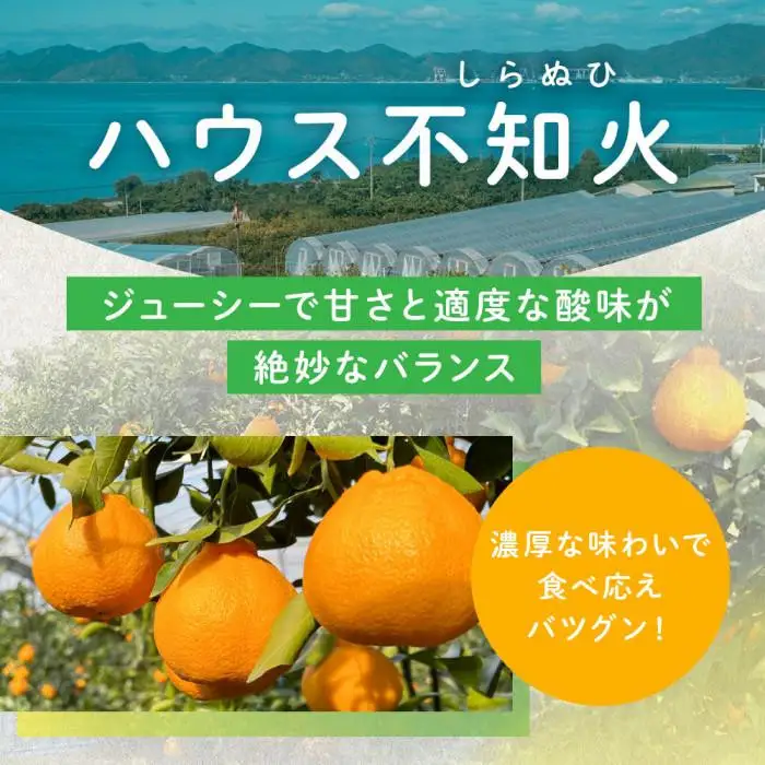 越冬完熟しらぬひ 1.4kg 3月上旬～｜みかん 柑橘 しらぬい 不知火 しらぬい 尾道市
