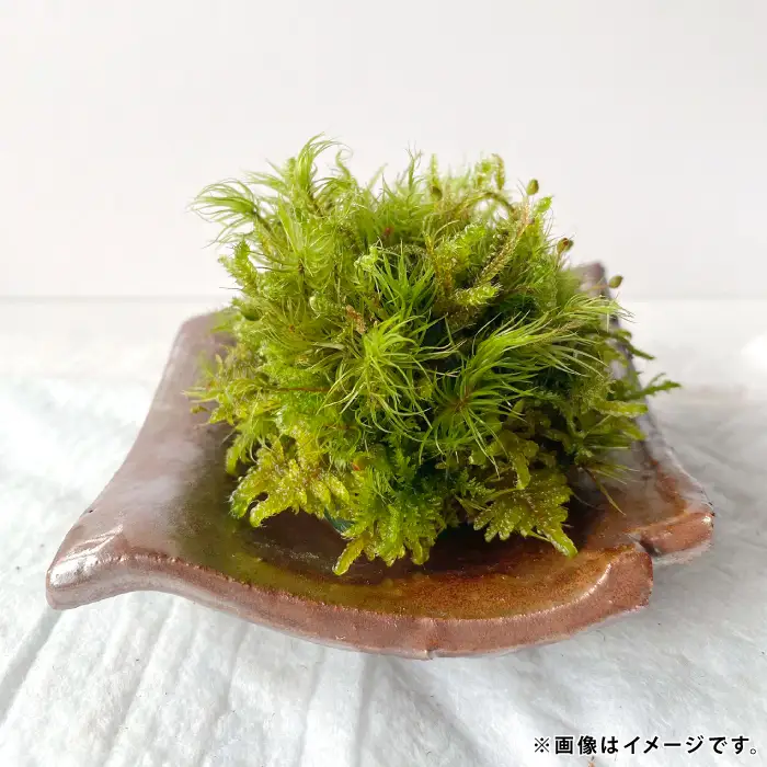 苔のしずく【 苔 こけ テラリウム 飾り インテリア お洒落 唯一無二 自然 】