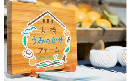 【特選★糖度18度以上】大磯の大玉柿『太秋』3個入り（約1kg）〈出荷時期:2026年10月中旬～2026年11月中旬〉【 神奈川県 大磯町 】