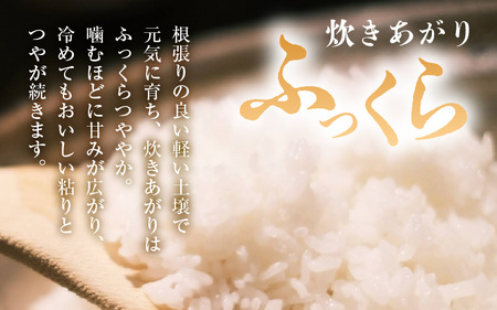 令和7年産 コシヒカリ 10kg（5kg✕2袋） 白米  【こめ お米 こしひかり 白米 5キロ 10キロ 精米 ブランド米 ふるさと納税米】 [m30-b001]