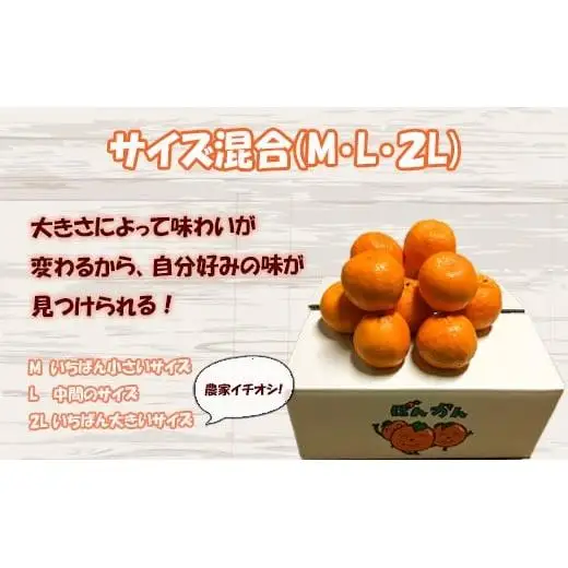 【 ぽんかん 】 ぽんかん 秀品 早期予約 5kg