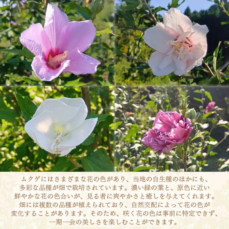 【先行予約】ムクゲ苗木 (鉢物) 鉢底から約30～55cm 【2027年4月下旬以降順次発送予定】【 むくげ お花 フラワー 苗 観葉植物  園芸】 [m47-a019]