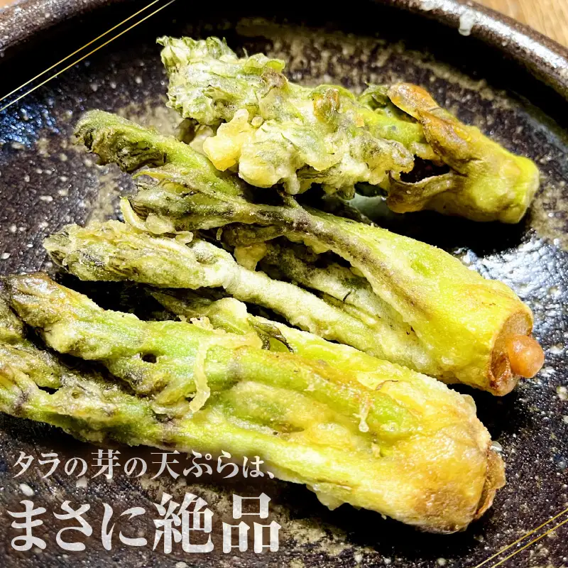 【先行予約】【季節限定】国産山菜 タラの芽 美浜町の春をお届け【2027年3月下旬以降順次発送予定】【 山菜 たらの芽 】 [m47-a026]