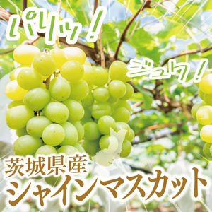 【2026年9月上旬～10月中旬発送】シャインマスカット家庭用約３kg（4～7房）【茨城県共通返礼品/石岡市】（MF-10）