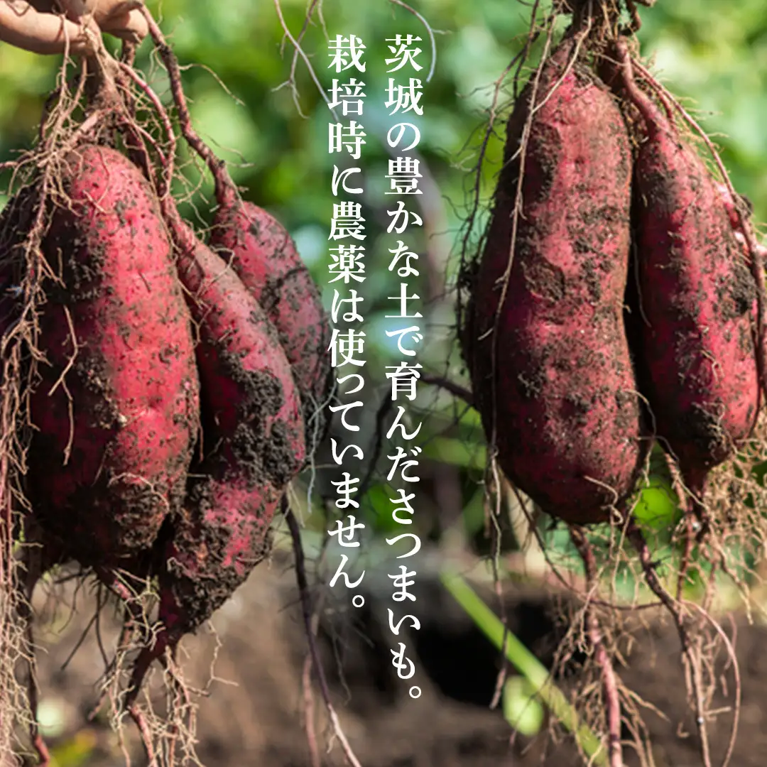 ＼先行予約／ 干し芋 こだわりの天日干し(W乾燥方式)1.5kg 【2026年 11月以降発送】デザート おやつ 甘い ねっとり 紅はるか 黄金はるか お芋 熟成 自然乾燥 茨城県 城里町 (BJ021)