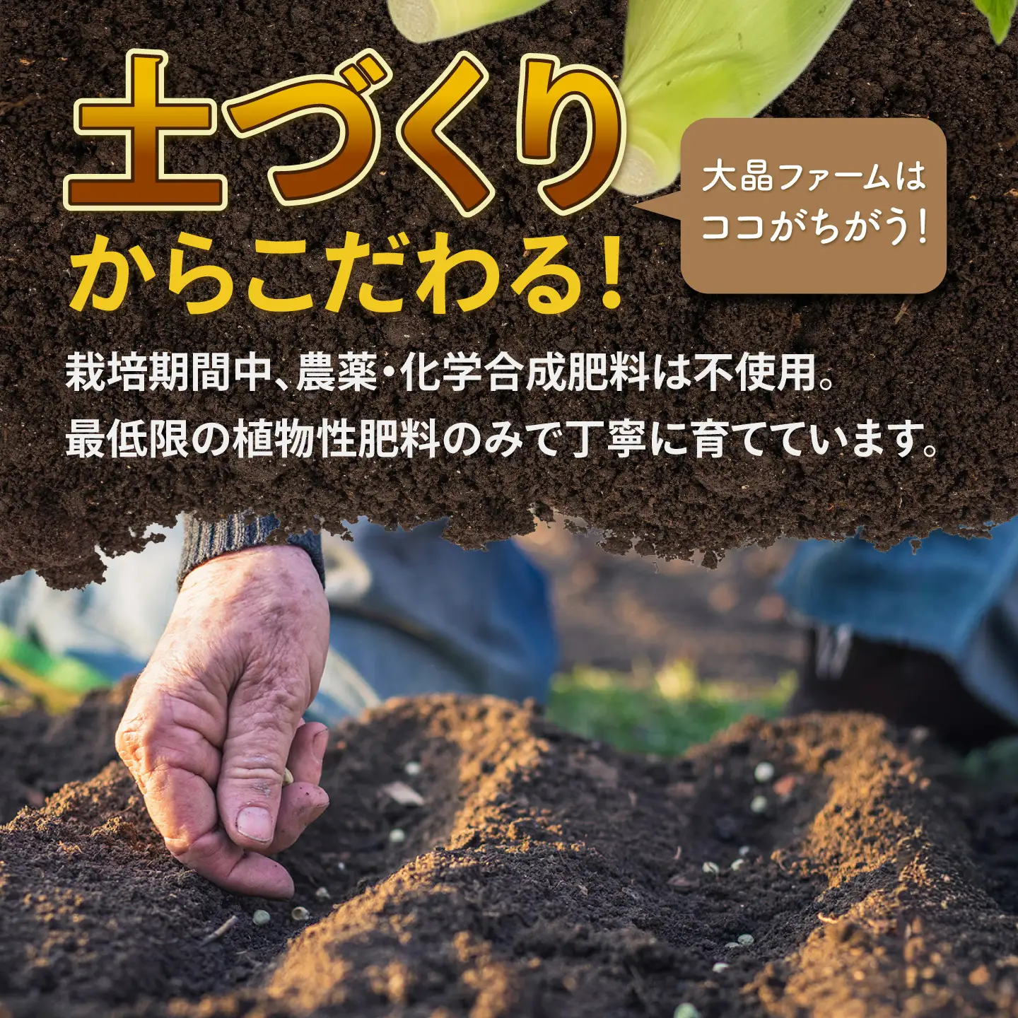 有機とうもろこし 8本～9本 とうもろこし[BNAP001]