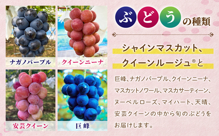 先行受付2026年発送【おぎはら園】農家直送！贈答用3色ぶどうの詰め合わせセット 2kg（4～7房）｜シャインマスカット、種なし巨峰、ナガノパープル 、クイーンニーナ、クイーンルージュ(R)など　※2026年9月中旬～10月上旬順次発送