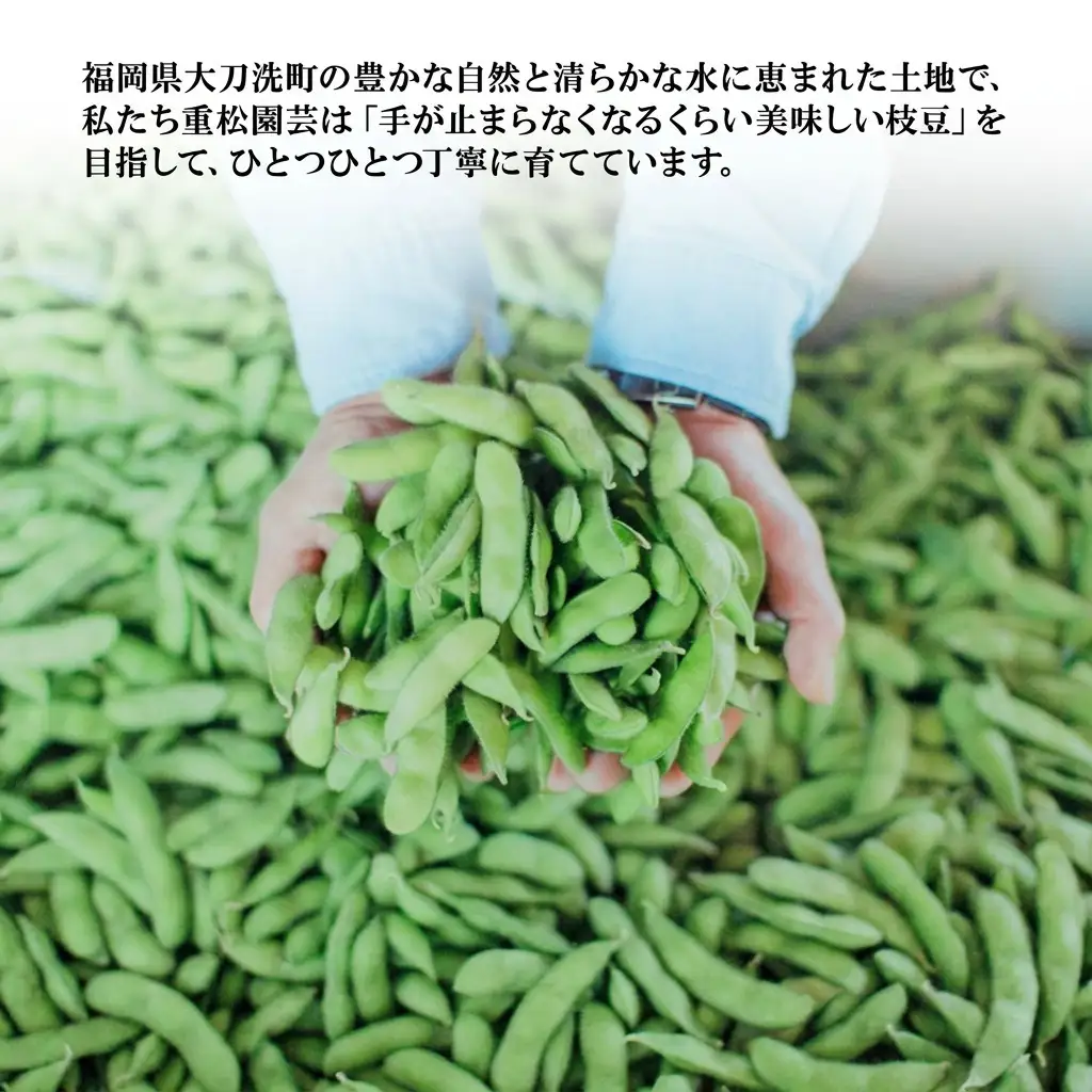 枝豆 焼き枝豆 福岡県産 枝豆【2kg(200g×10袋)】
