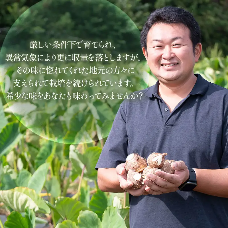 【令和8年産先行予約】　庄内砂丘里芋　約3kg　山形県鶴岡市　しじぜんファーム　| 里芋 さといも サトイモ 野菜 やさい 新鮮野菜 3キロ 産地直送 おすすめ 人気 お取り寄せ 返礼品