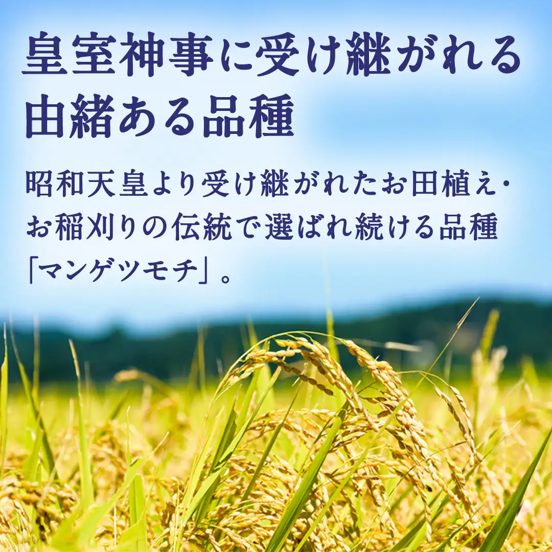 もち米 精米 2kg マンゲツモチ 栽培期間中無農薬 米 こめ  (BJ023)