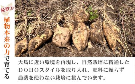 【先行予約】【数量限定】 新居大島の遺伝子を受け継ぐ幻のさつまいも 「七福芋（白いも）」 新居大島原産・本土栽培品 2kg