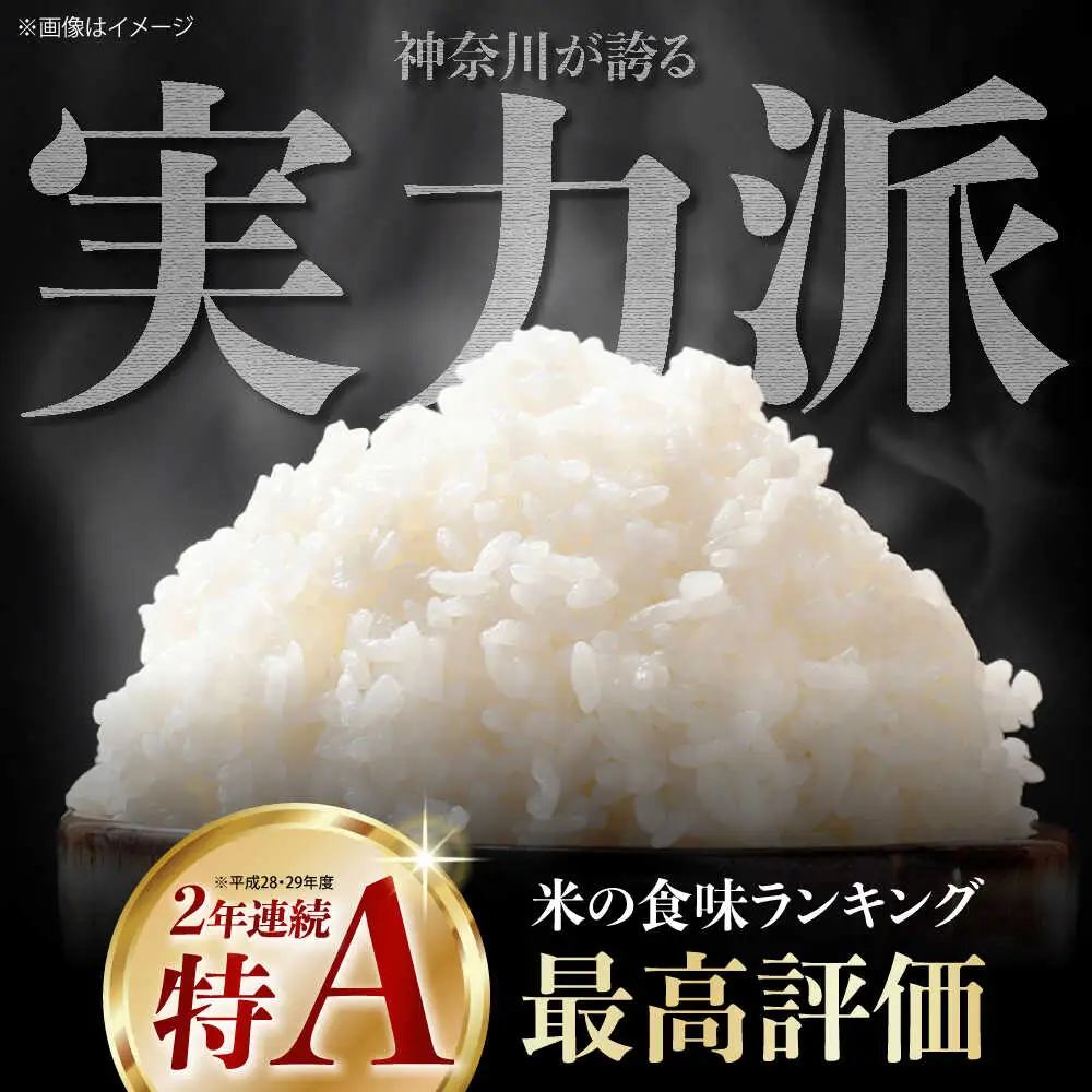 精米 はるみ 5kg 米 [BDBB002] 