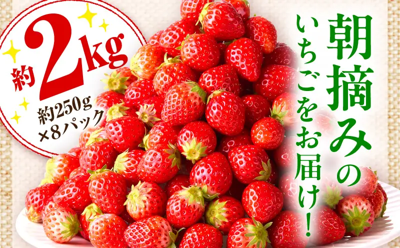 【先行予約】訳あり 苺音クラフト～加工用さぬきひめいちご約2kg | おすすめ 人気 果実 果肉 果物 フルーツ デザート 贈り物 苺 さぬきひめ 贈答 ご褒美 旬の果物 季節の果物 旬 季節 青果物 香川県 三木町 |_mk137-007