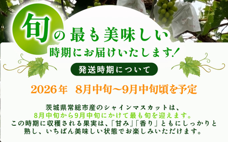 茨城県常総市産 シャインマスカット 約2.4kg｜ぶどう ブドウ 葡萄 果物 フルーツ 贈り物 ※2026年8月中旬～9月中旬頃に順次発送予定