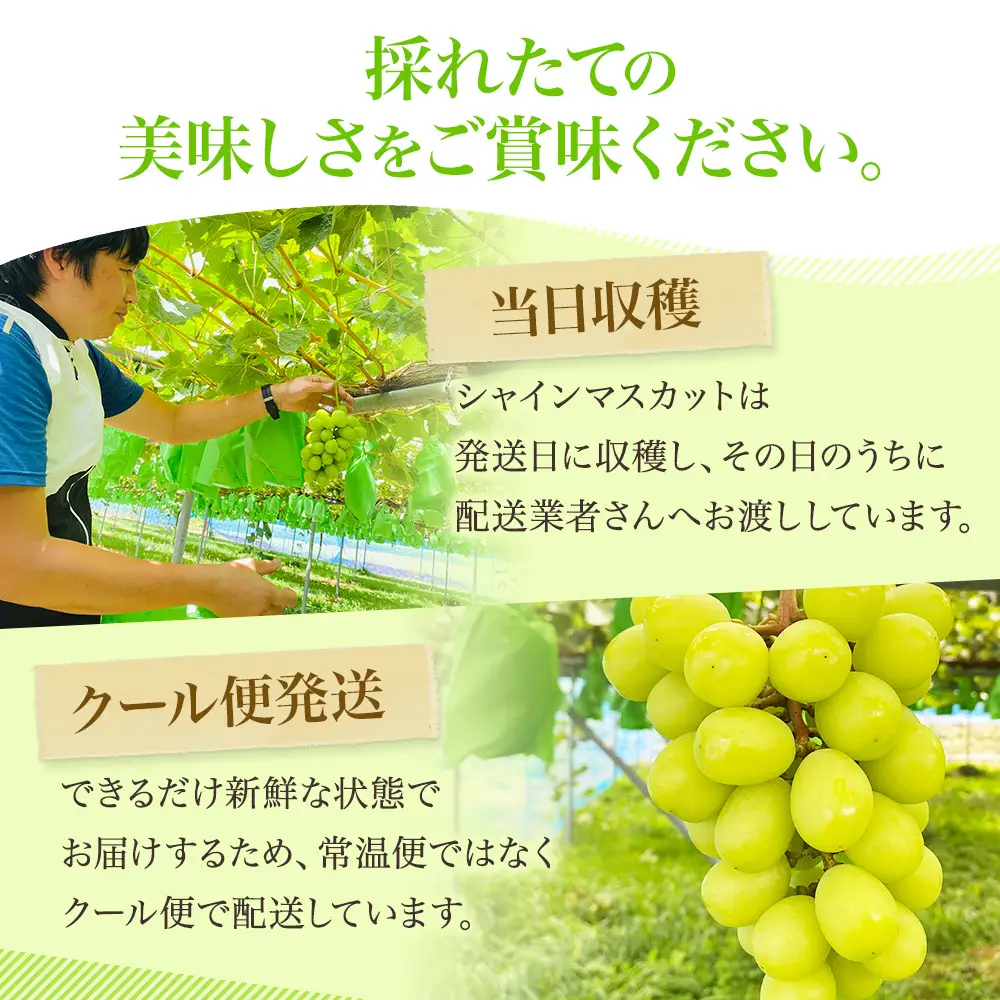 【先行予約】 シャインマスカット 2房計1.4kg～1.6kg《贈答用/熨斗なし化粧箱》