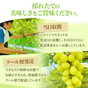 【先行予約】 [訳あり]  シャインマスカット 2房 計1kg～1.2kg
