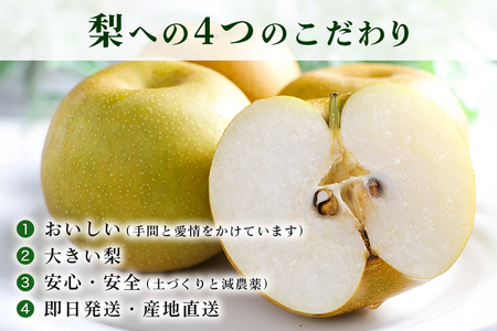 石岡のおいしい梨5kg  A39-002