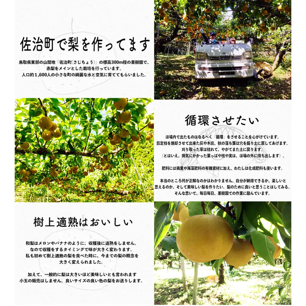 豊水梨 5kg箱詰め(鳥取県佐治町産) [あくつの梨]