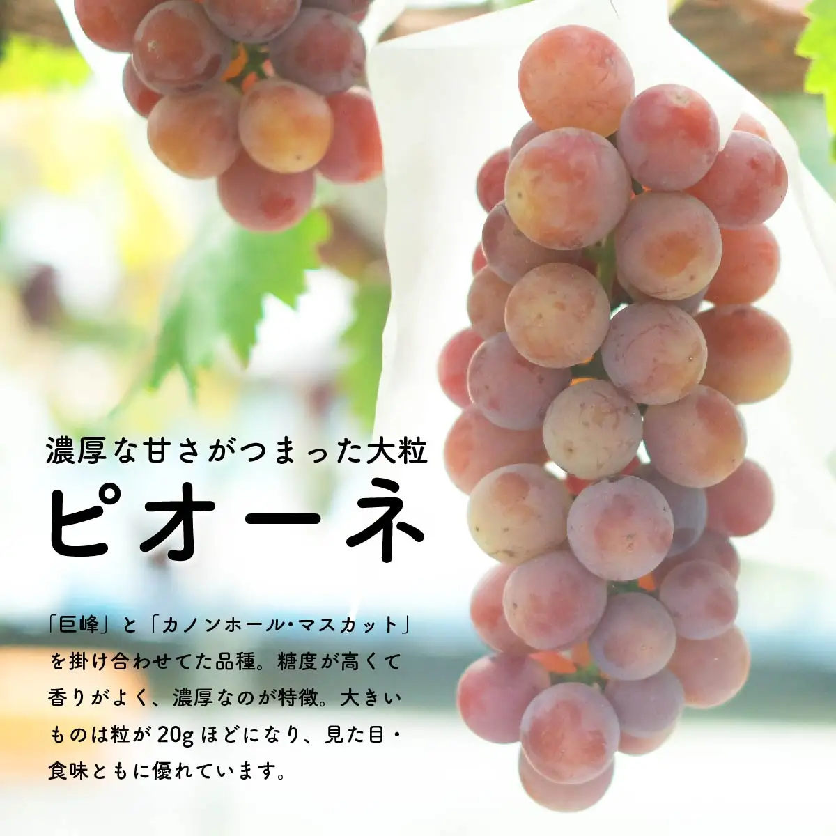 【先行予約・2026年8月】数量限定 食べ比べセット！マスカサーティーン＆ピオーネ 合計約1.5kg 産地直送 農家直送 甘い 大粒 種なし ぶどう 果物 ギフト