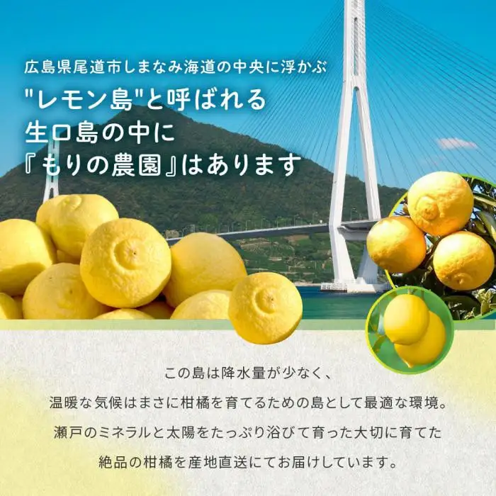 【訳あり】完熟はるか 6kg ドルチェみかん 2027年2月中旬より発送予定
