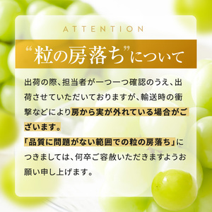 【先行受付】松本生まれの品種 ぶどう 黄華 (おうか) 2房 約1kg