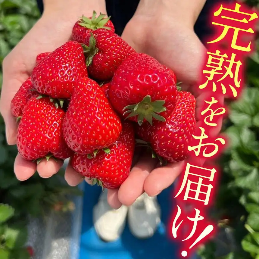[3月以降発送]いちごの女王 ★ロイヤルクイーン★ 12～15粒 2027年 1～4月上旬発送！【2027年先行予約】栃木県 矢板市産