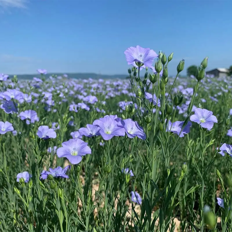 OilDOオメガ3北海道産亜麻仁（あまに）油 北のハイグレード食品 食用油 植物油 ドレッシング 食品 F6S-481