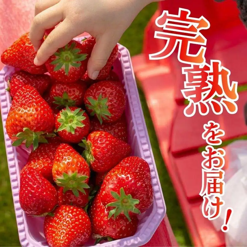 [2月以降発送]いちごの新定番 ★とちあいか★ 12～15粒×2P 2027年 1月～4月上旬発送！【2027年先行予約】栃木県 矢板市産