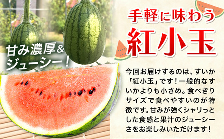 すいか 紅小玉 1玉 わらく農園《2027年7月上旬-7月下旬頃出荷》熊本県 津奈木町 青果物 すいか 西瓜 スイカ 果物 フルーツ