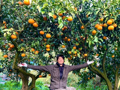 【先行予約】【訳あり】不知火 約10kg | 柑橘 みかん 果物 フルーツ 愛媛県産 農家直送　※離島への配送不可　※2027年2月下旬より順次発送予定  IKTAU009