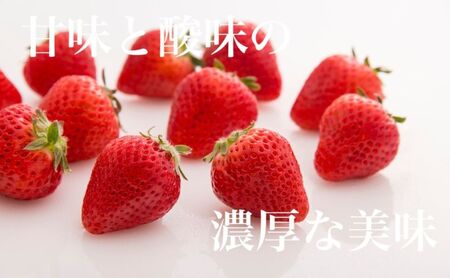 いちご 空浮いちご 4パック 姫路産 ハウス育ち いちご
