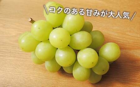 【訳あり】シャインマスカット 約1.5kg  3～5房 ［おぶせファーマーズ］規格外 不揃い 傷 令和8年産 【2026年9月中旬～11月下旬発送】［F-42］