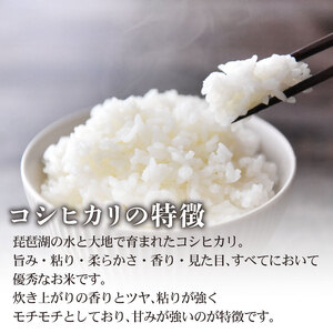 令和8年産 新米 こしひかり 5kg 6回定期便 新米