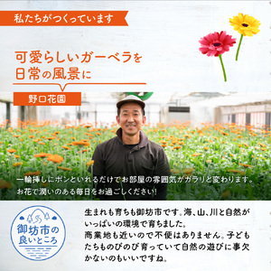 御坊の花 農園直送 ガーベラ切り花50本【0773-5】