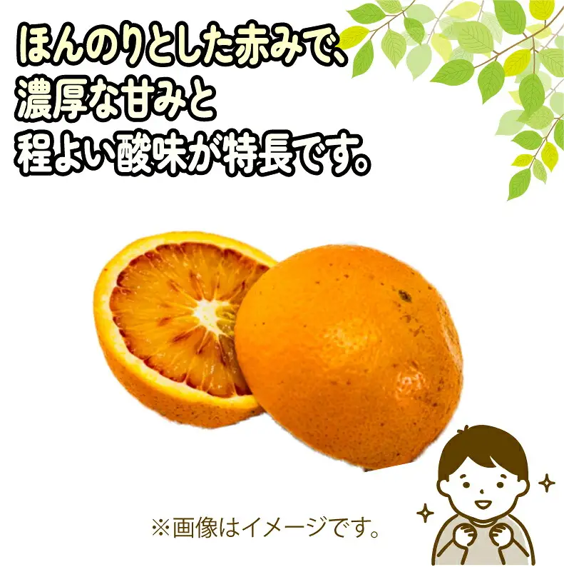訳あり ブラッドオレンジ タロッコ 約5kg 玉津柑橘倶楽部 オレンジ B010-072047