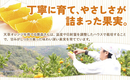 ハウス追熟 天草オレンジ 10玉～15玉入 【配送不可地域あり】※離島