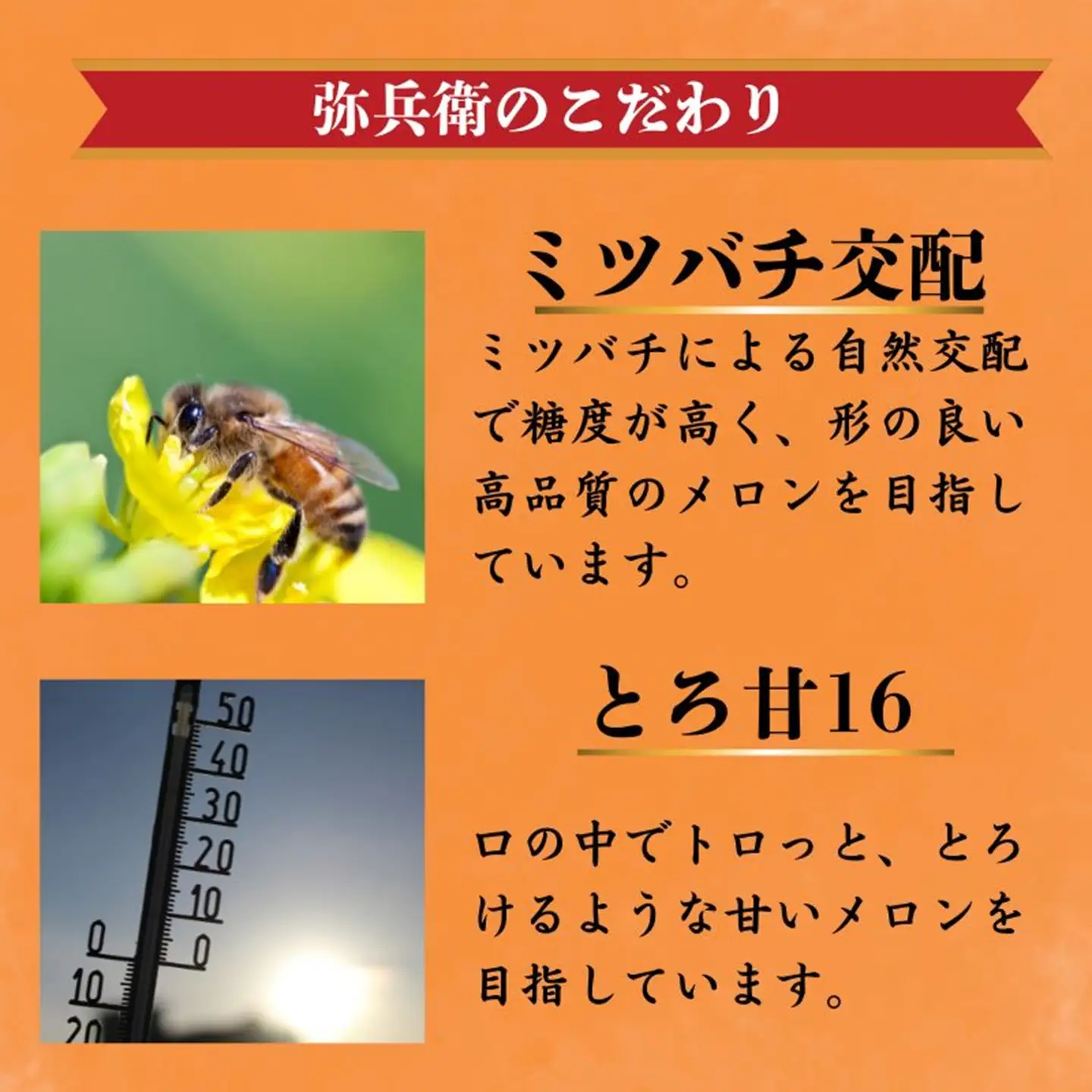 【先行予約】赤肉とろ甘メロン 2玉 メロン レノンスタ―